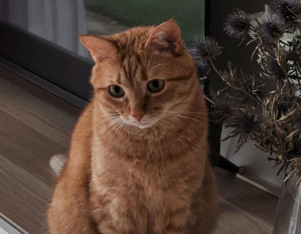 Natascha Dockal, Beratung, Consulting, Coaching, About, Werte, Katze